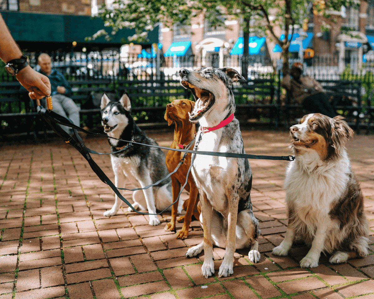 Four dogs on a leash